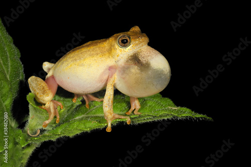 Fotografie Painted reed frog calling