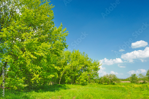 Spring landscape with trees growing in the meadow