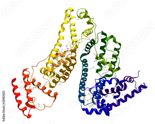 Serum albumin molecular structure