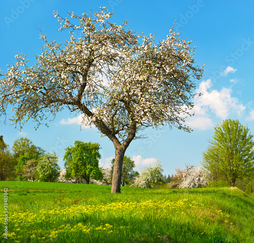 blooming apple tree on cloudy blue sky. springtime
