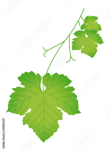 Feuille de vigne