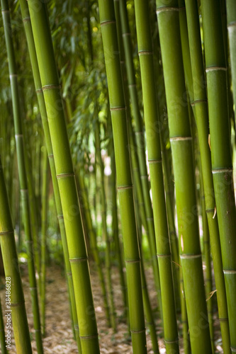 Bambous, asie, asiatique, forêt, végétation, végétal, vert