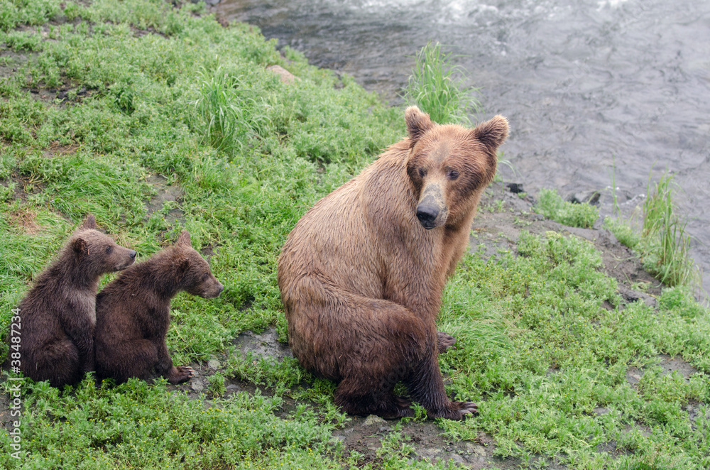 Obraz premium Grizzly bear cubs