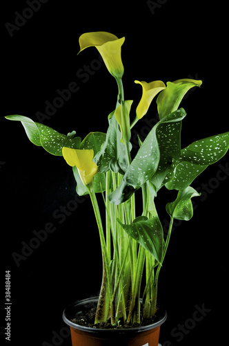 Isolated calla lily photo