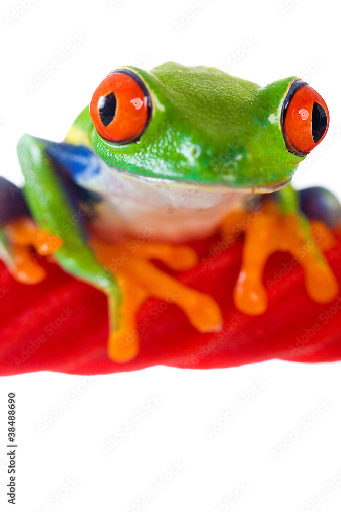 Fototapeta premium Colorful Red Eyed Tree frog on a licorice rope
