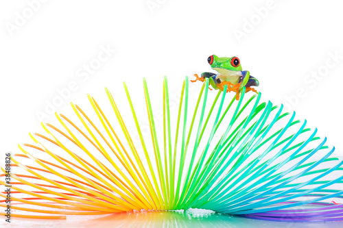 Colorful Red Eyed Tree Frog on a spring toy