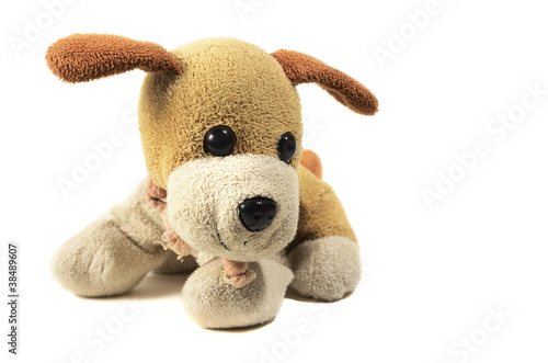 a small toy dog