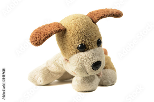 a small toy dog