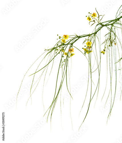 flowering Parkinsonia aculeata isolated on white background photo