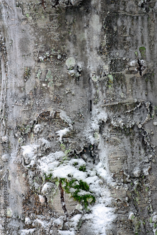 Fototapeta premium Tree trunk with fungus and snow