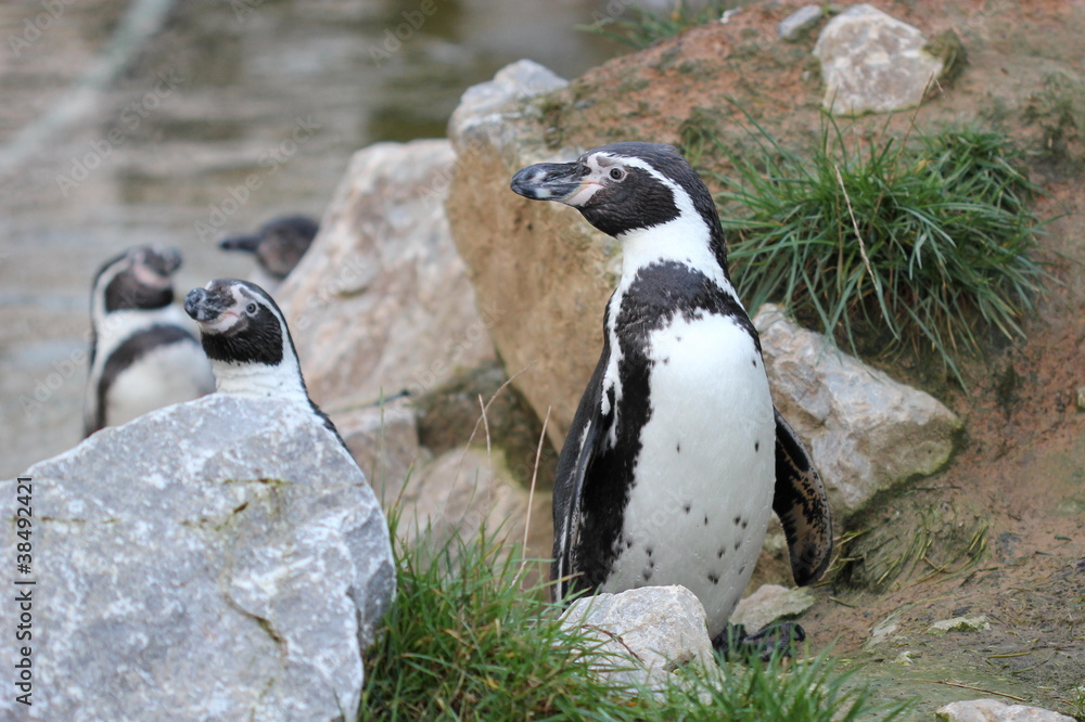 Naklejka premium Humboldt-Pinguine (Spheniscus humboldti)