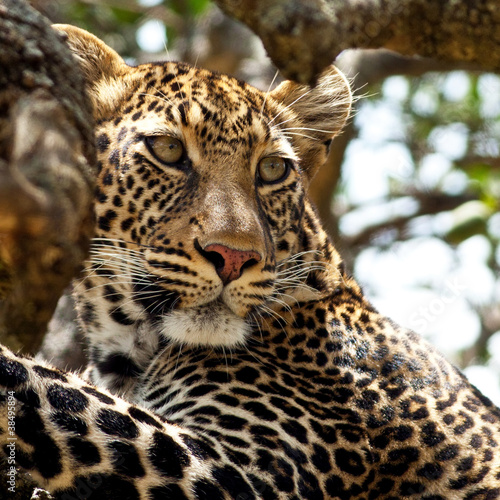 Leopard - Maasai Mara National Park in Kenya  Africa