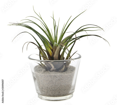 Small plant in glass