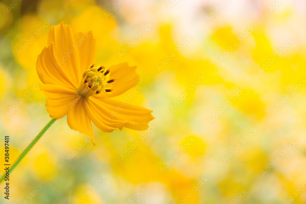 Obraz premium mexican sunflower weed