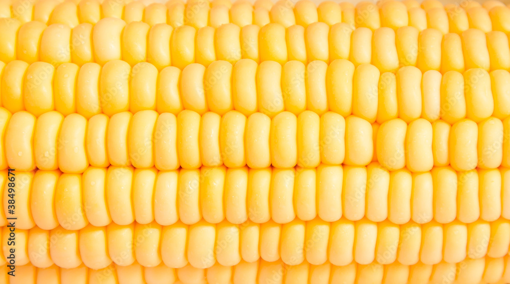 Fototapeta premium Macro shot of corn used for ethanol fills the frame