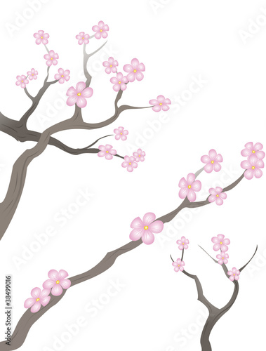 Kirschblüten