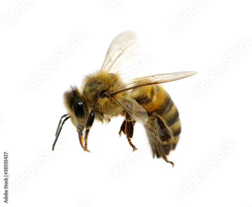 bee