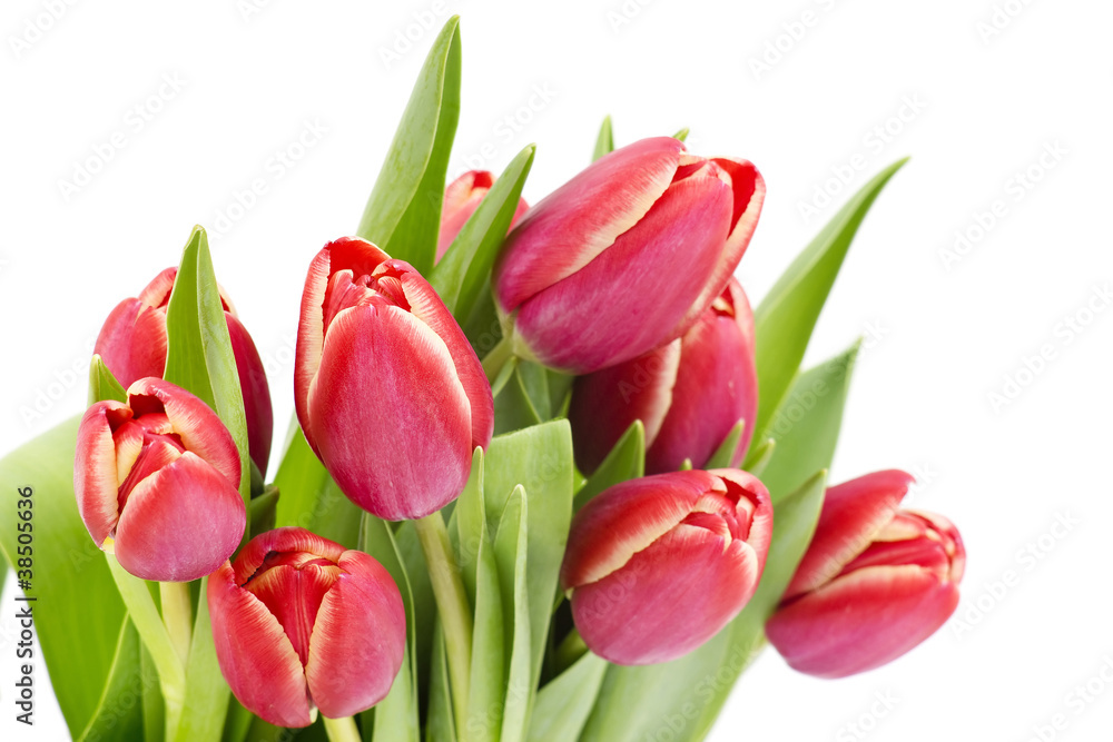 bunch of red tulips bunch of red tulips