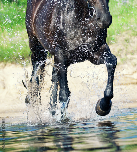 trotting horse in water closeup