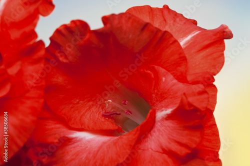Blossom of a red gladiolus flower