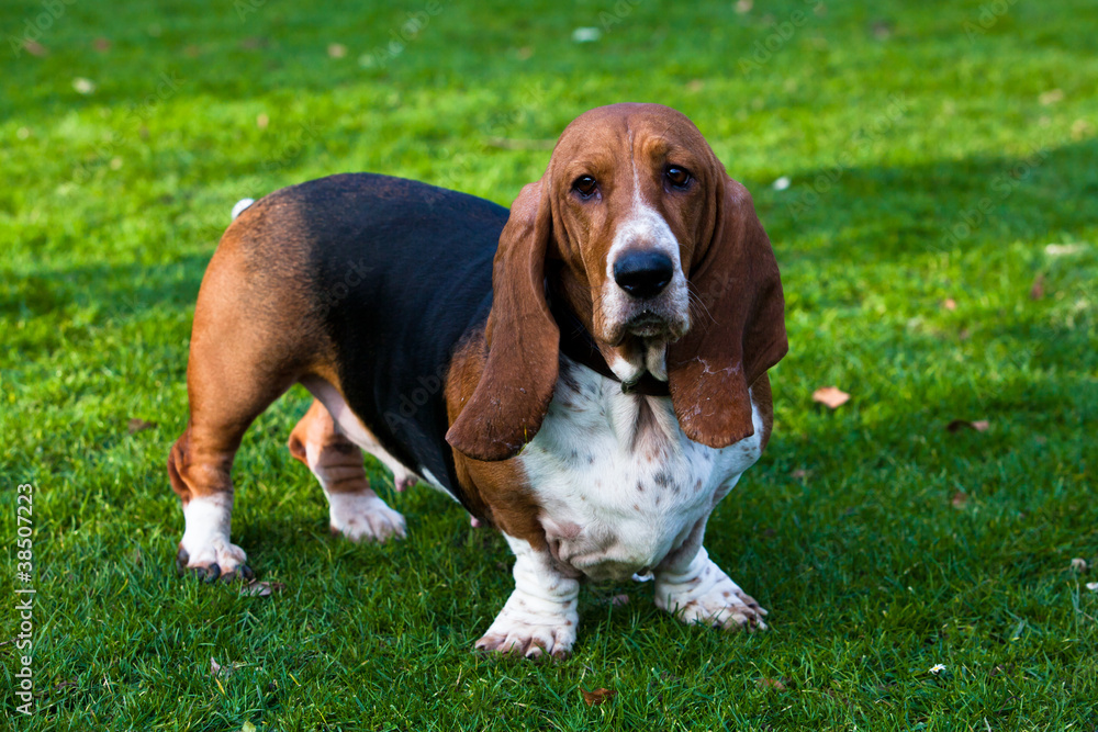 Basset Hound