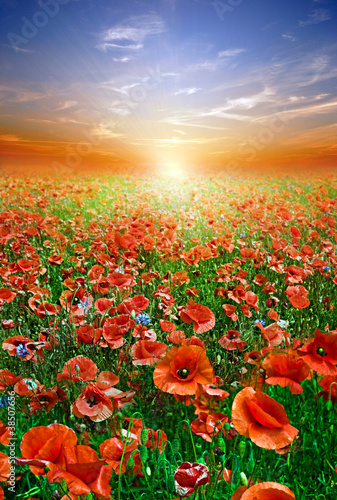 Fototapeta Naklejka Na Ścianę i Meble -  Mohnfeld