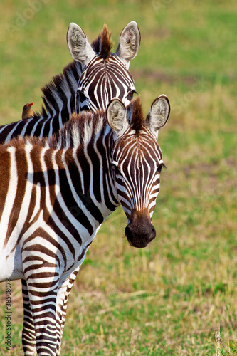 Zebras in the Maasai Mara National Park  Kenya
