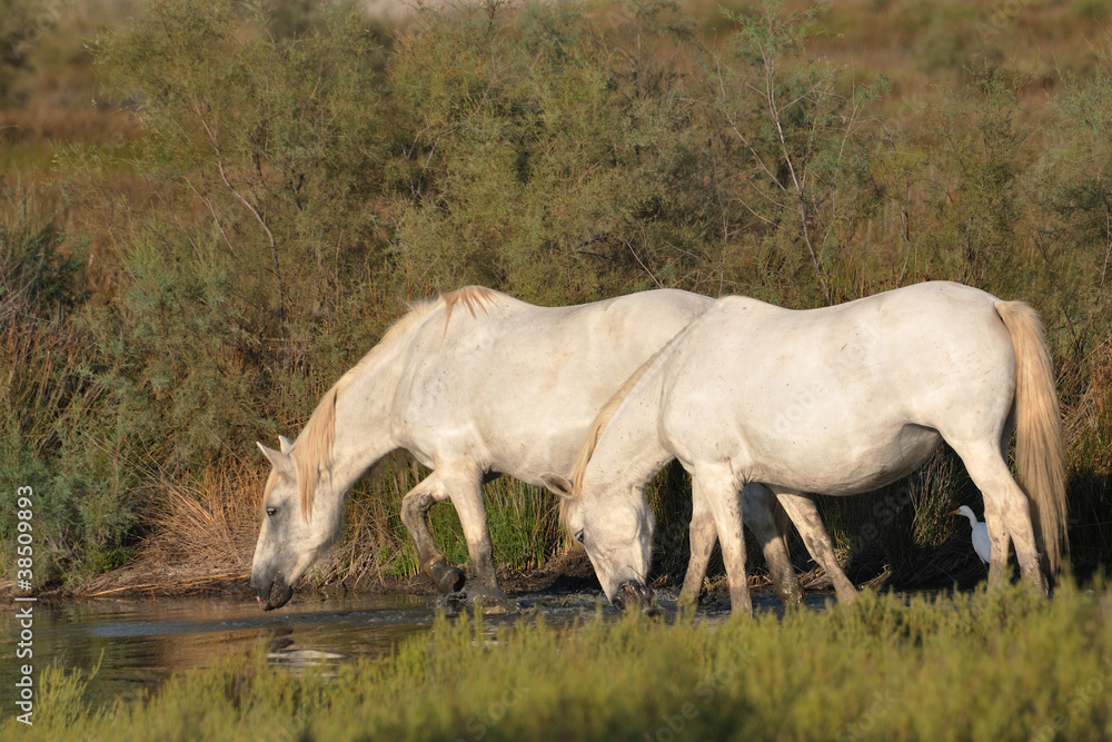 Two Camargue horses drinking at a pond Two Camargue horses drinking at a pond