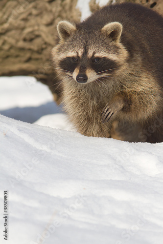 an adult of raccoon in a winter scene