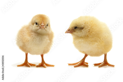 two yellow chicken