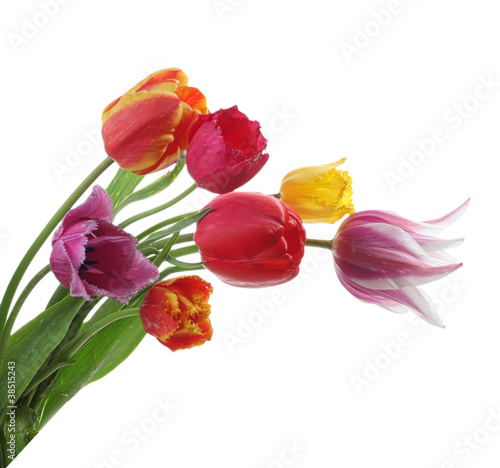 Tulips isolated on white. Summer flower