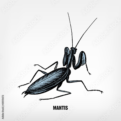 Engraving vintage praying mantis.