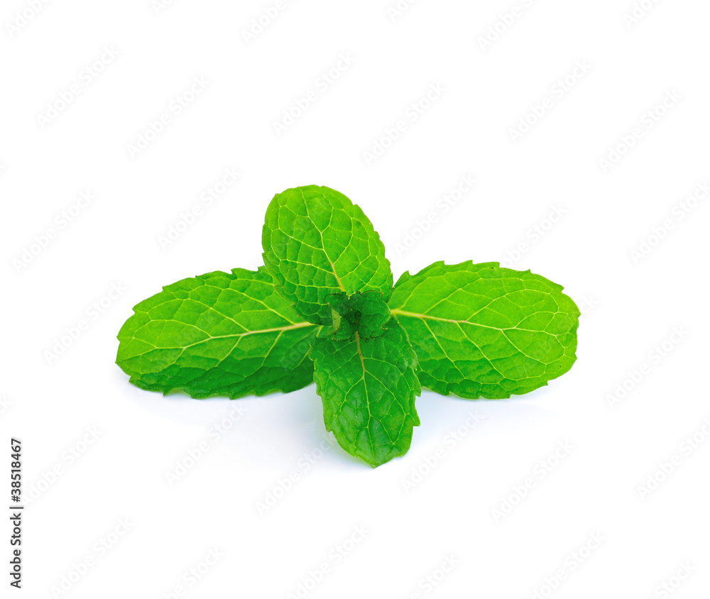 Mint leaf close up on a white background Mint leaf close up on a white background