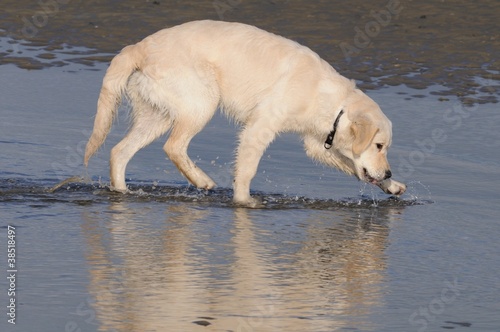 Jeune golden dans l'eau