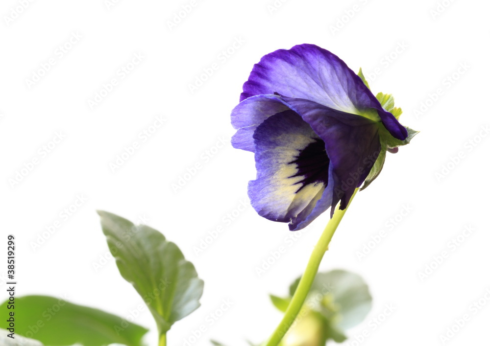 紫のパンジーの蕾 Stock 写真 Adobe Stock 紫のパンジーの蕾 Stock 写真 Adobe Stock