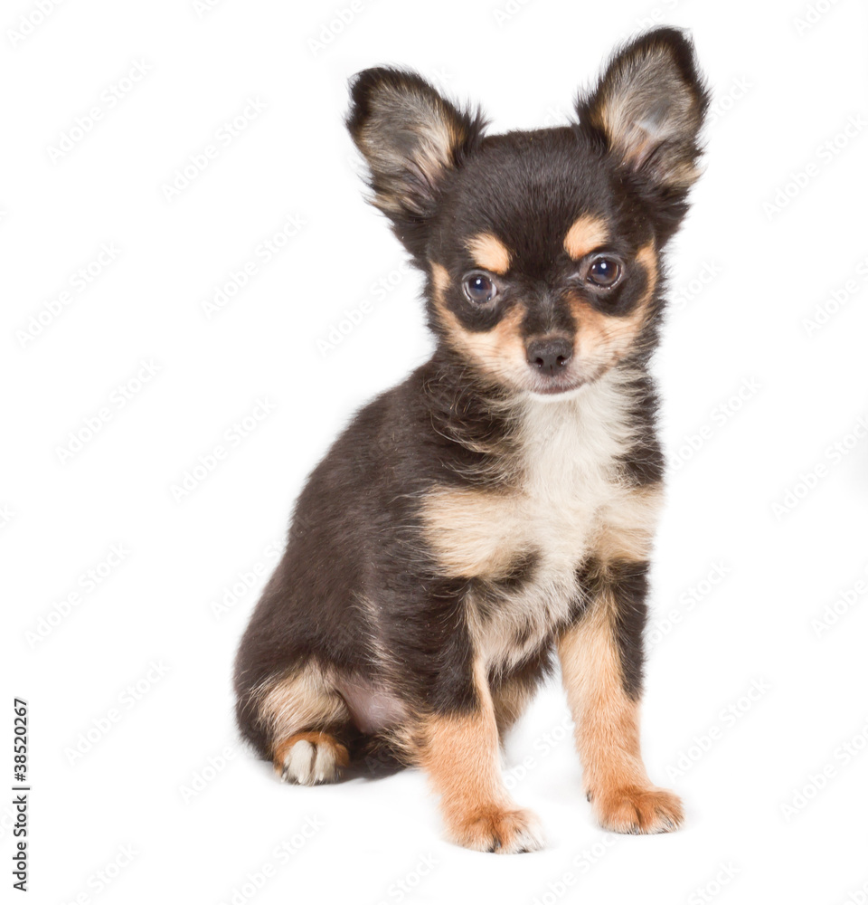 Chihuahua puppy in front of white background