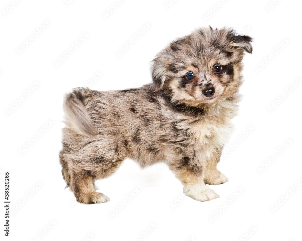 Spitz puppy in front of white background . Pomeranian dog isolat Spitz puppy in front of white background . Pomeranian dog isolat