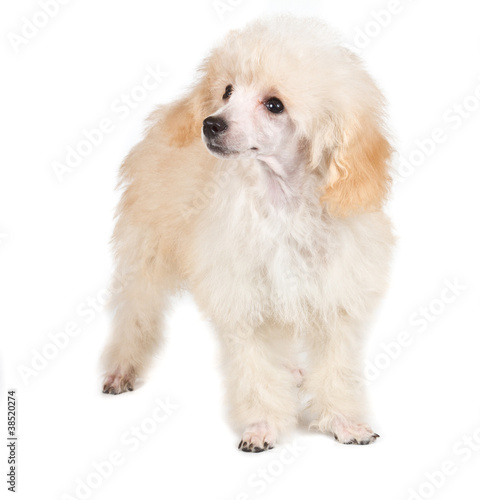 Apricot poodle puppy portrait on a white background