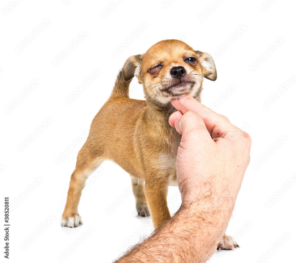 Obraz premium chihuahua puppy in front of a white background