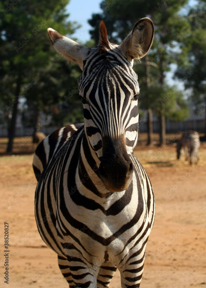 Naklejka premium Zebra