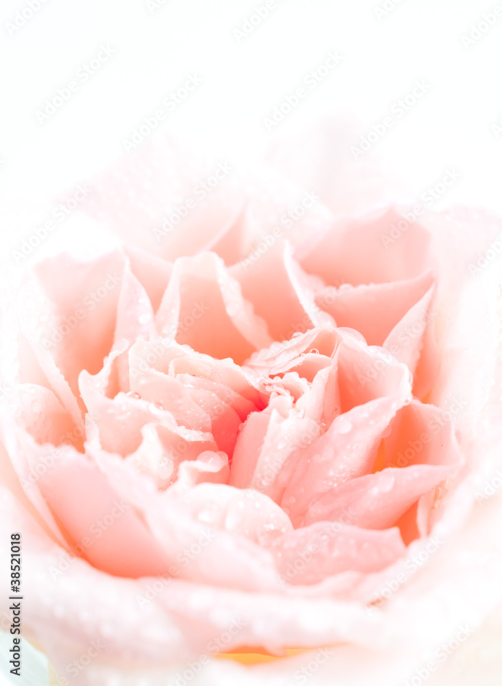 roses with water drops roses with water drops