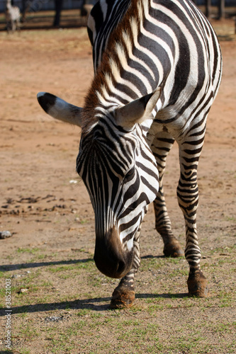 Zebra photo