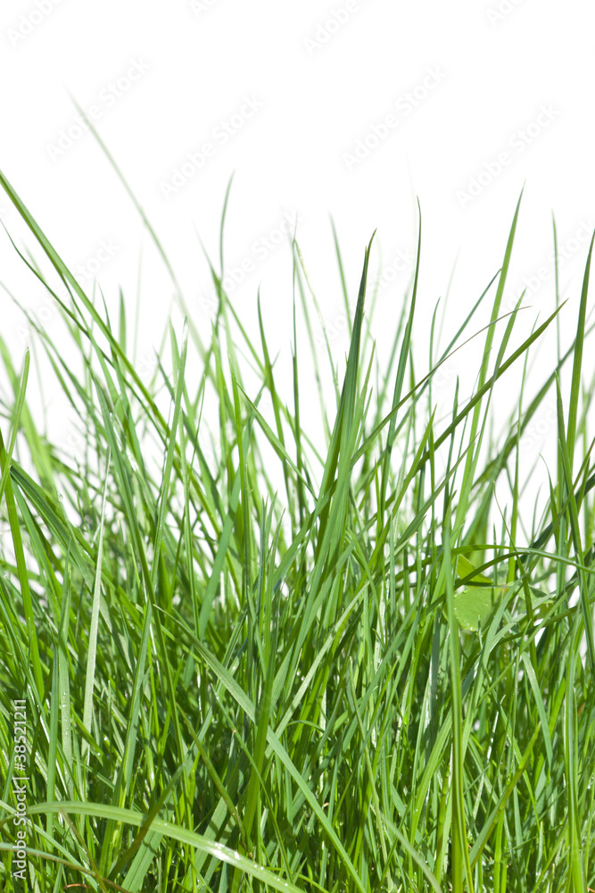 herbe herbe