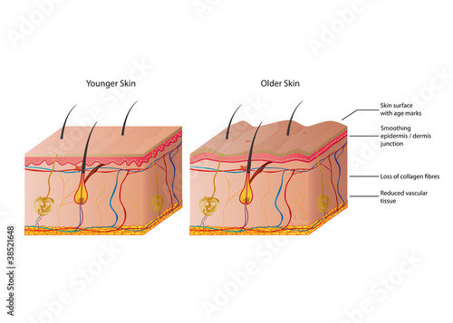 young and old human skin vector illustration