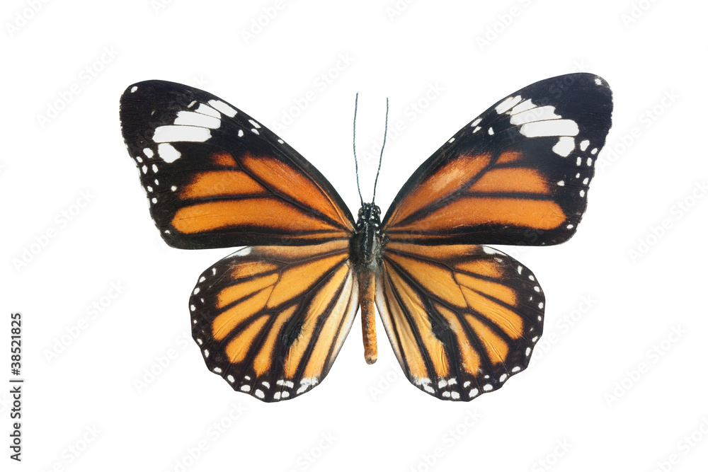 Naklejka premium Tiger Longwing (Heliconius hecale) butterly