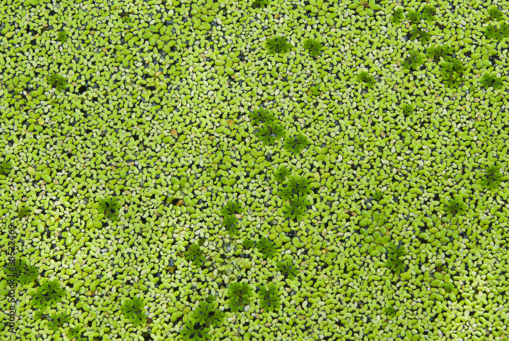 Lemna perpusilla   Torrey, kind of water plant