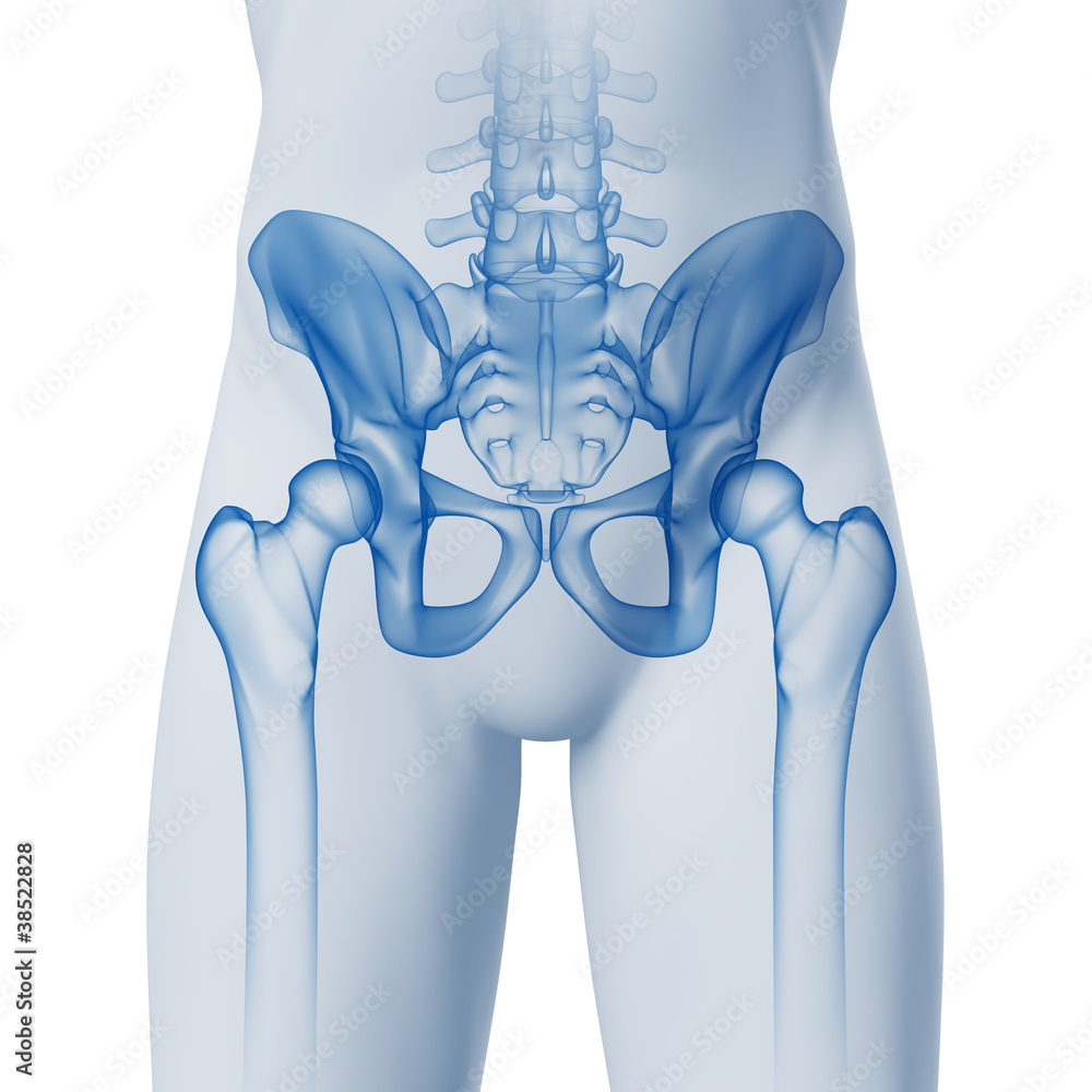 Hüfte-Anatomie - 3D Grafik Stock Illustration | Adobe Stock