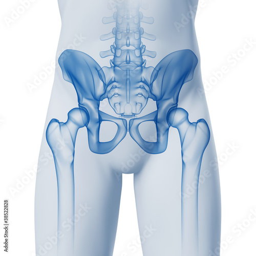 Fotografie Hüfte-Anatomie - 3D Grafik