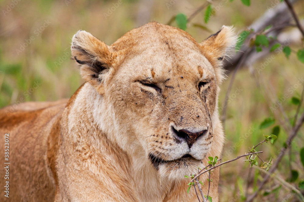 African Lioness in the Maasai Mara National Park, Kenya African Lioness in the Maasai Mara National Park, Kenya