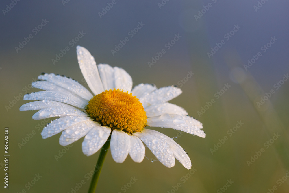 Fototapeta premium Margerite #032456
